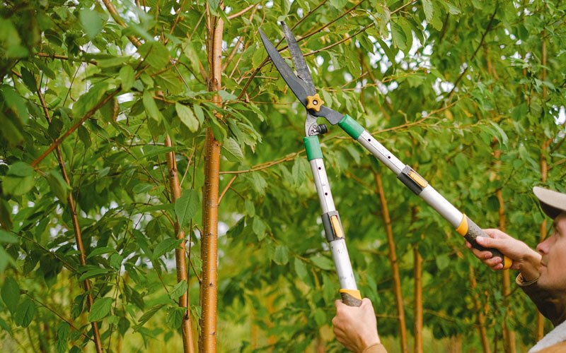 Tree trimming in Kossuth, PA